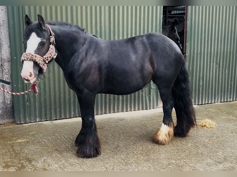 Cob Merrie 8 Jaar 138 cm Zwart in Sligo