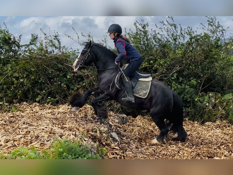 Cob Merrie 8 Jaar 138 cm Zwart in Sligo