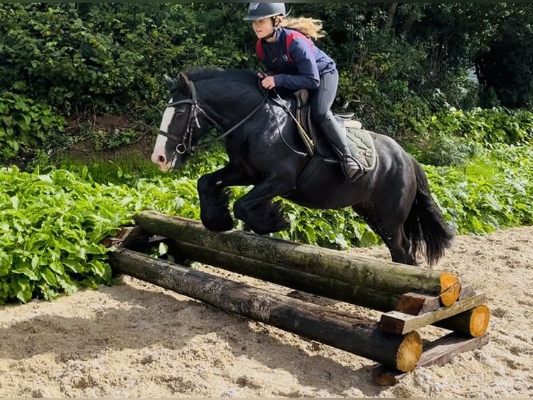 Cob Merrie 8 Jaar 138 cm Zwart in Sligo