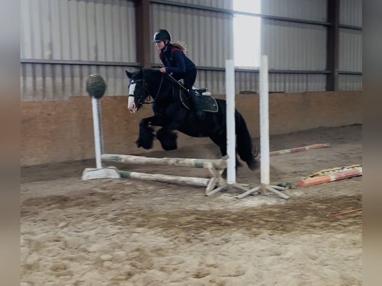 Cob Merrie 8 Jaar 138 cm Zwart in Sligo