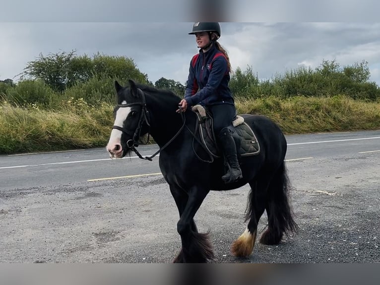 Cob Merrie 8 Jaar 138 cm Zwart in Sligo
