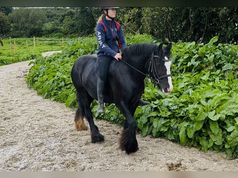 Cob Merrie 8 Jaar 138 cm Zwart in Sligo
