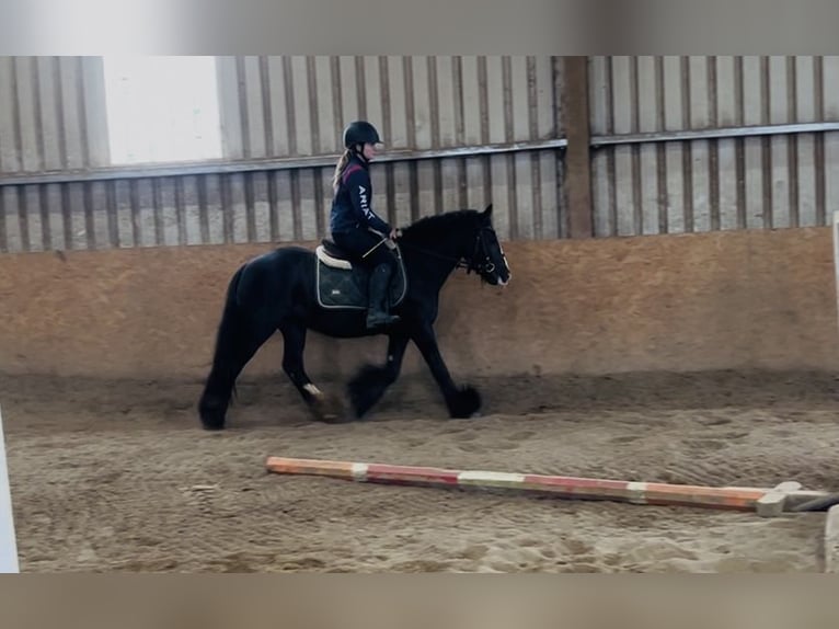 Cob Merrie 8 Jaar 138 cm Zwart in Sligo