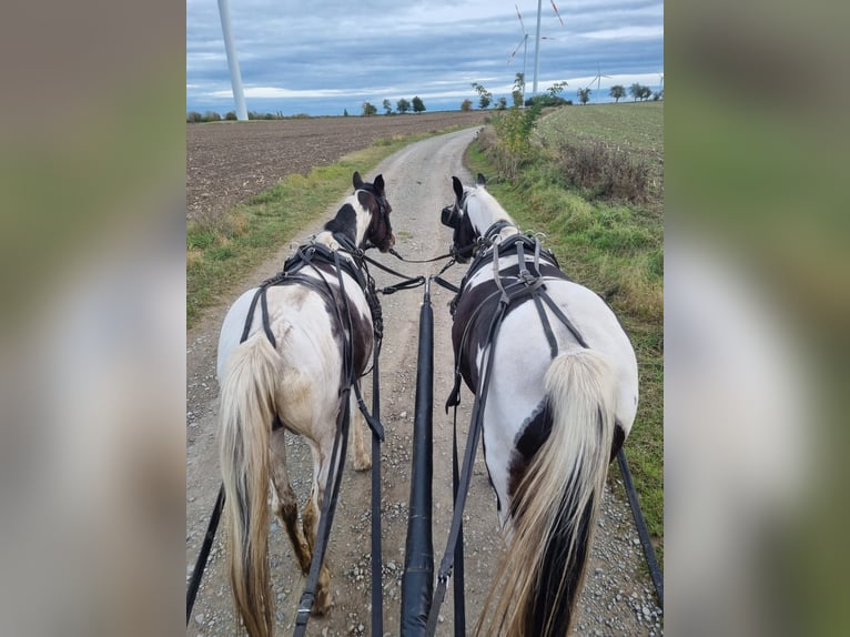 Cob Mix Merrie 8 Jaar 148 cm Gevlekt-paard in Eilsleben