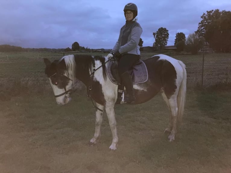 Cob Mix Merrie 8 Jaar 148 cm Gevlekt-paard in Eilsleben