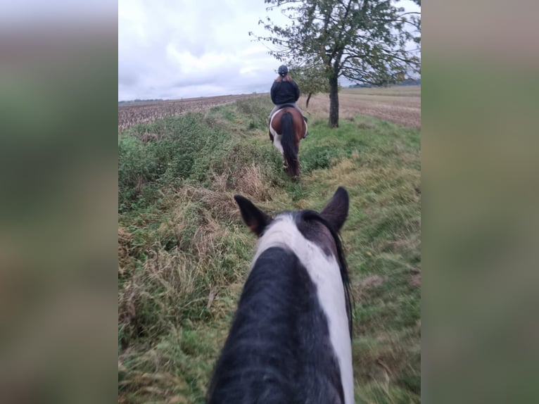 Cob Mix Merrie 8 Jaar 148 cm Gevlekt-paard in Eilsleben