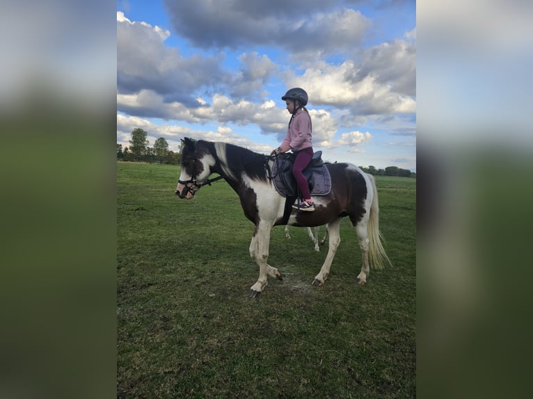 Cob Mix Merrie 8 Jaar 148 cm Gevlekt-paard in Eilsleben