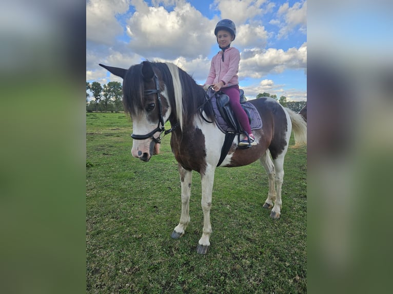 Cob Mix Merrie 8 Jaar 148 cm Gevlekt-paard in Eilsleben