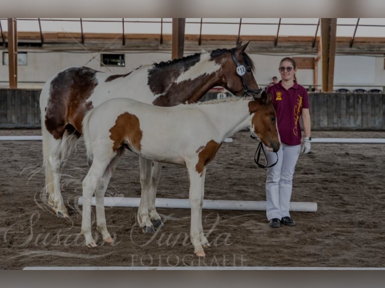 Cob Mix Merrie 8 Jaar 148 cm Gevlekt-paard in Eilsleben