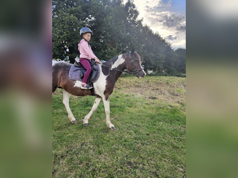 Cob Mix Merrie 8 Jaar 148 cm Gevlekt-paard in Eilsleben