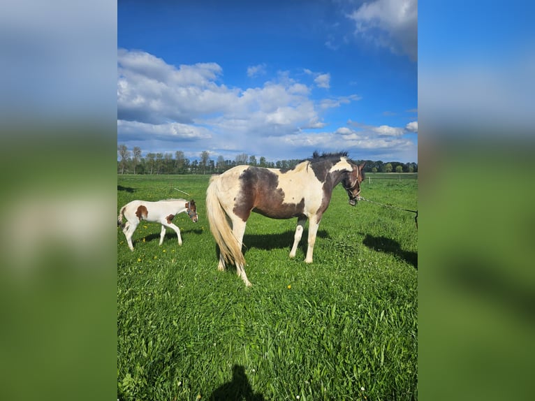 Cob Mix Merrie 8 Jaar 148 cm Gevlekt-paard in Eilsleben