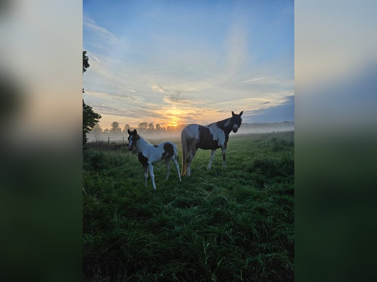 Cob Mix Merrie 8 Jaar 148 cm Gevlekt-paard in Eilsleben