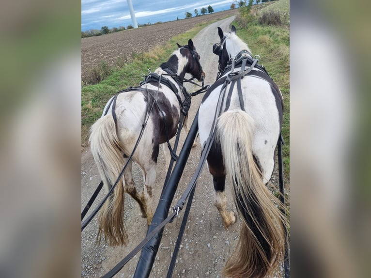 Cob Mix Merrie 8 Jaar 148 cm Gevlekt-paard in Eilsleben