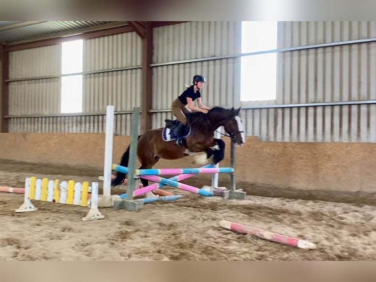 Cob Merrie 8 Jaar 153 cm Bruin in Sligo