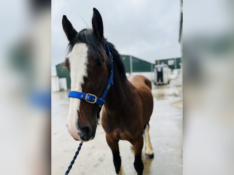 Cob Merrie 8 Jaar 153 cm Bruin in Sligo