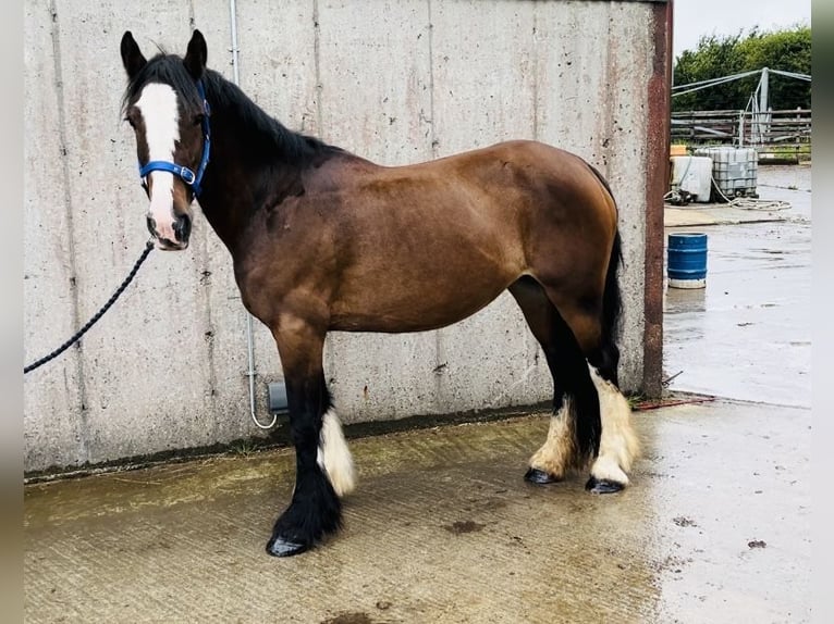 Cob Merrie 8 Jaar 153 cm Bruin in Sligo
