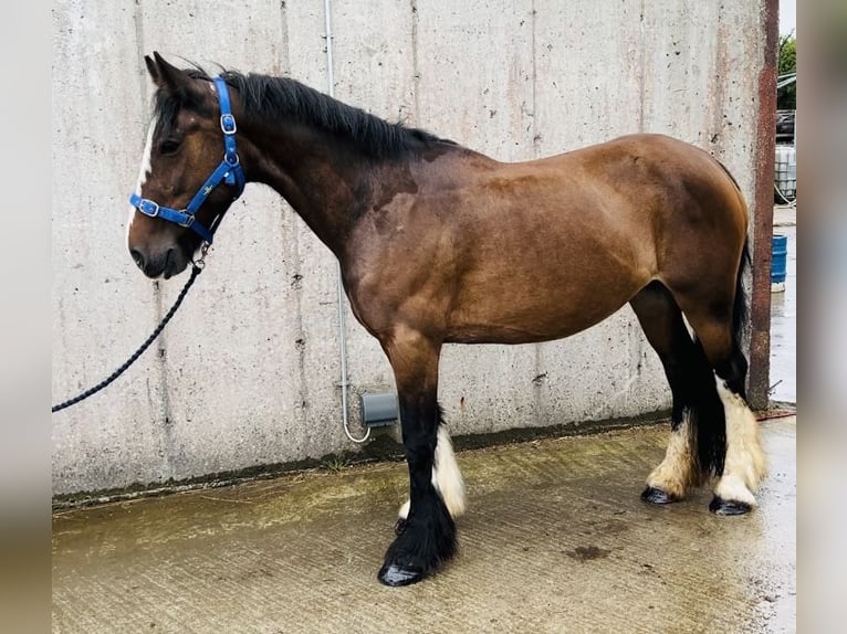 Cob Merrie 8 Jaar 153 cm Bruin in Sligo