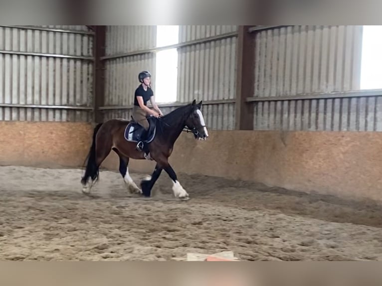 Cob Merrie 8 Jaar 153 cm Bruin in Sligo
