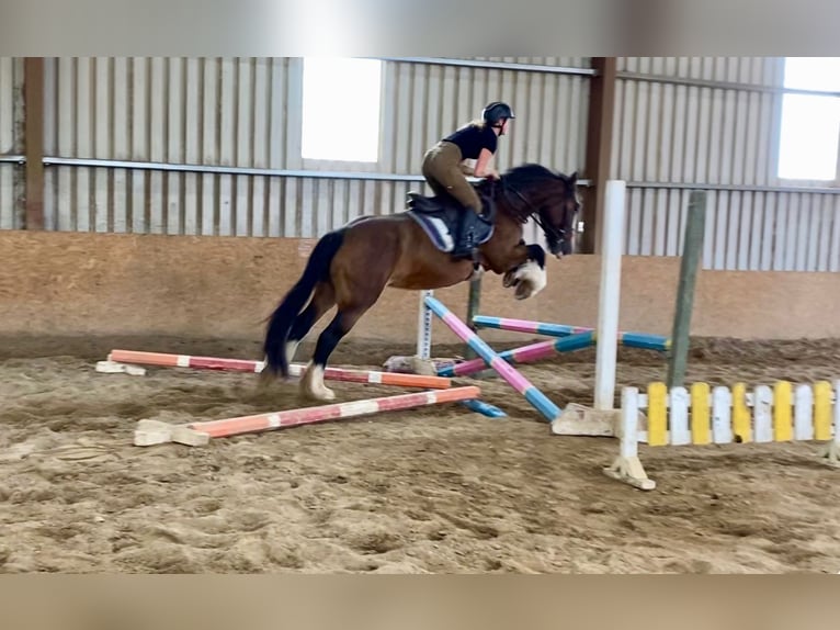 Cob Merrie 8 Jaar 153 cm Bruin in Sligo