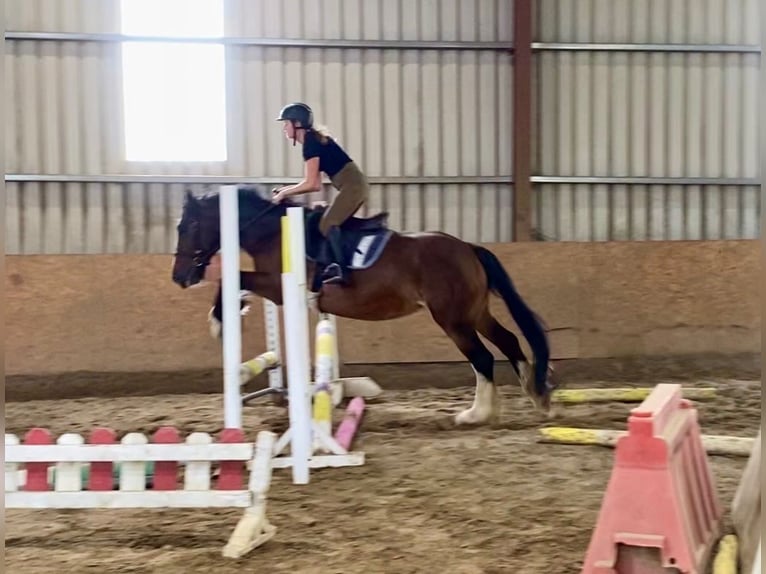 Cob Merrie 8 Jaar 153 cm Bruin in Sligo