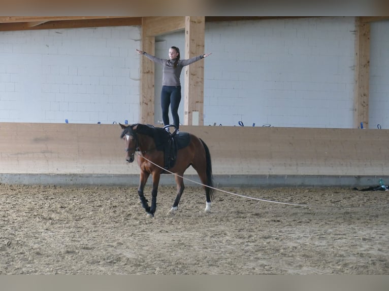 Cob Merrie 8 Jaar 156 cm Bruin in Ganschow