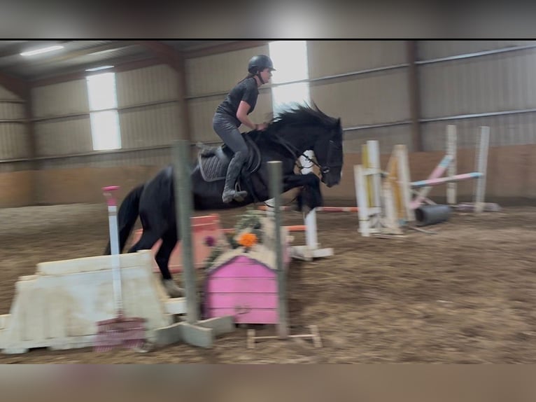 Cob Merrie 8 Jaar 156 cm Zwart in Sligo