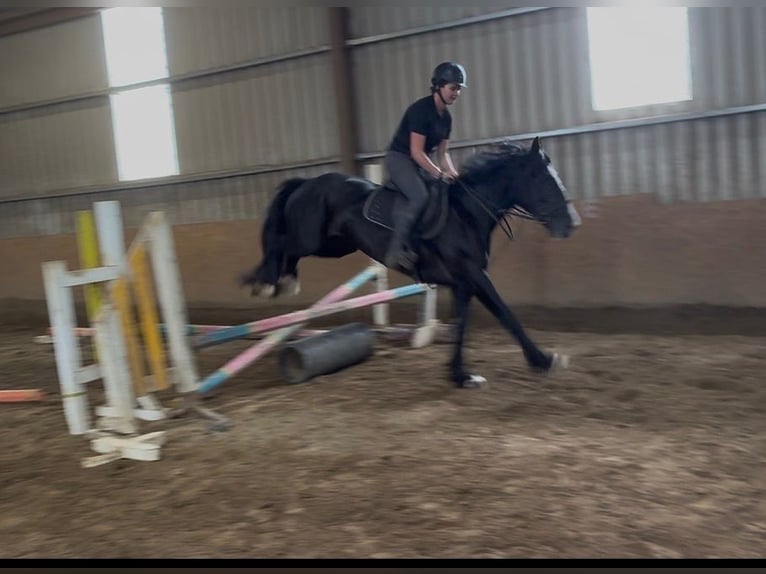 Cob Merrie 8 Jaar 156 cm Zwart in Sligo