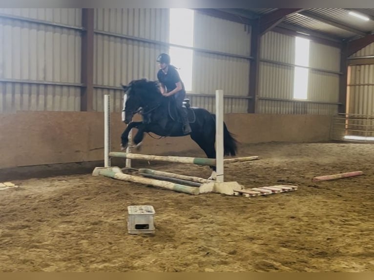 Cob Merrie 8 Jaar 156 cm Zwart in Sligo