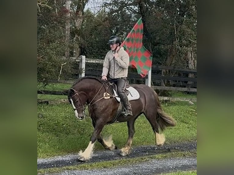 Cob Merrie 8 Jaar 157 cm Donkere-vos in Amerang