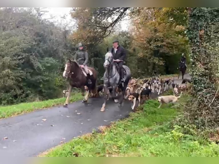 Cob Merrie 8 Jaar 157 cm Donkere-vos in Amerang