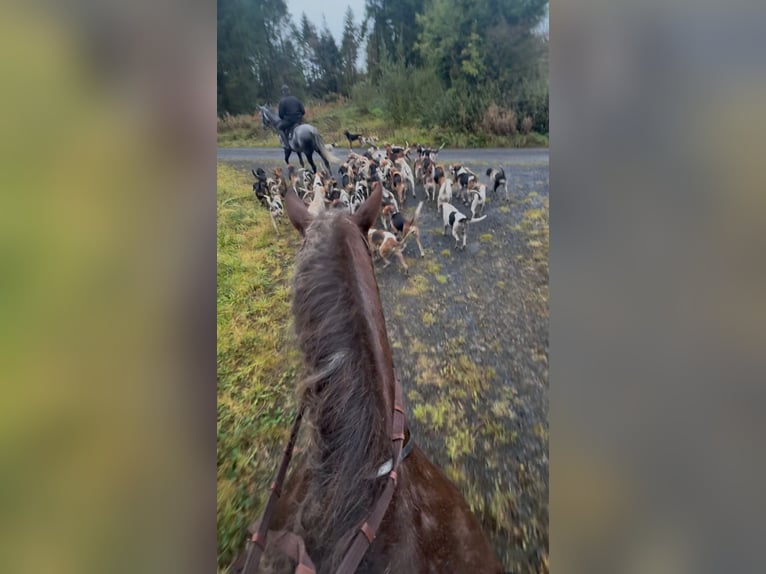 Cob Merrie 8 Jaar 157 cm Donkere-vos in Amerang