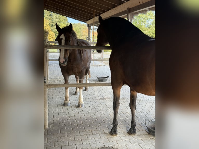 Cob Merrie 8 Jaar 157 cm Donkere-vos in Amerang