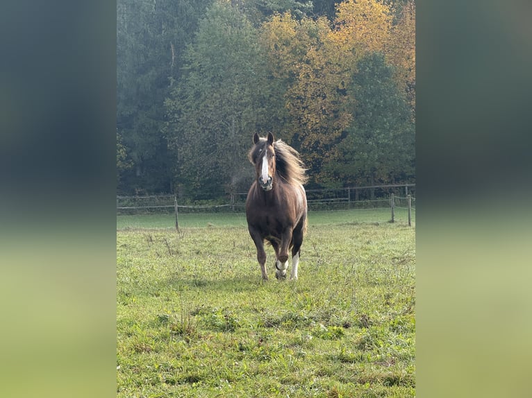 Cob Merrie 8 Jaar 157 cm Donkere-vos in Amerang