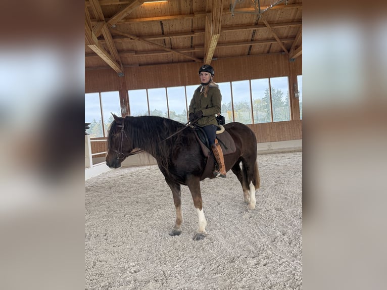 Cob Merrie 8 Jaar 157 cm Donkere-vos in Amerang