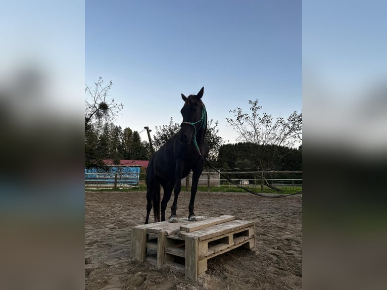 Cob Mix Merrie 9 Jaar 144 cm Donkerbruin in Tettnang