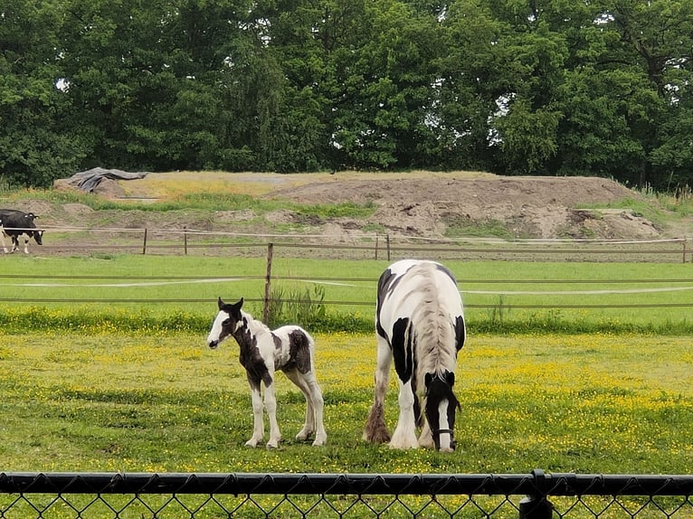 Cob Merrie Veulen (05/2025) 168 cm Gevlekt-paard in Helmond