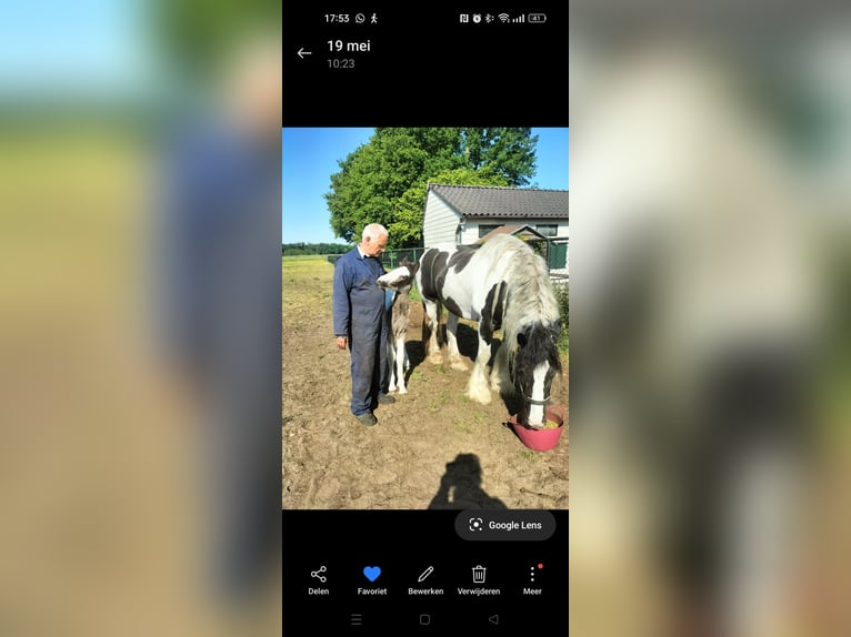 Cob Merrie Veulen (05/2025) 168 cm Gevlekt-paard in Helmond