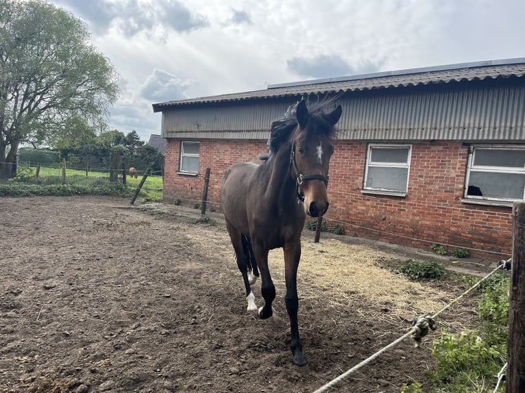 Cob Mix Ogier 2 lat Gniada in Geel