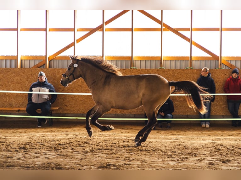 Cob Ogier 3 lat 144 cm Jelenia in Kauda