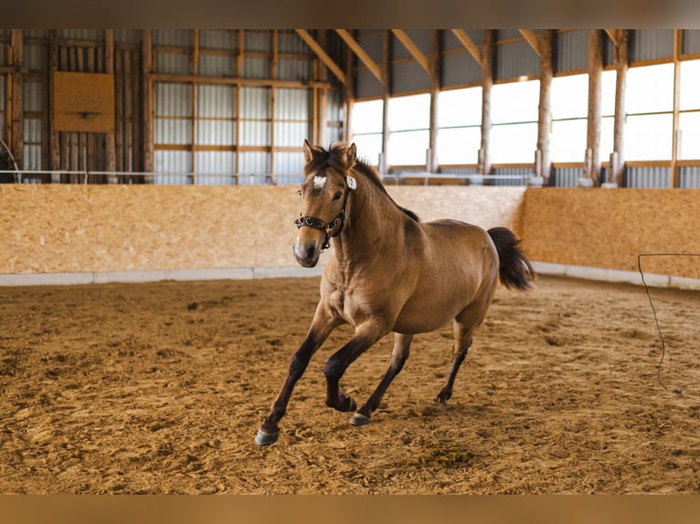 Cob Ogier 3 lat 144 cm Jelenia in Kauda