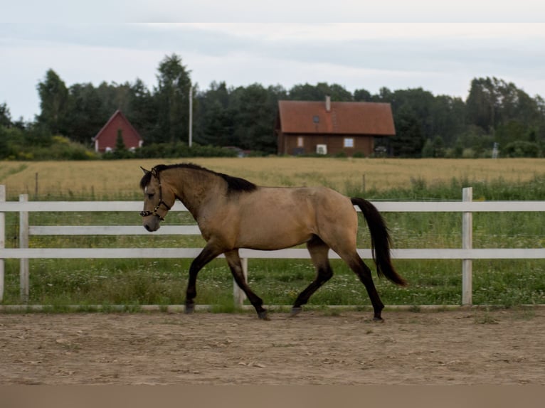 Cob Ogier 3 lat 144 cm Jelenia in Kauda