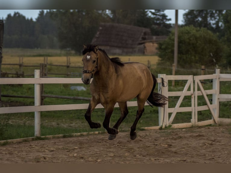 Cob Ogier 3 lat 144 cm Jelenia in Kauda