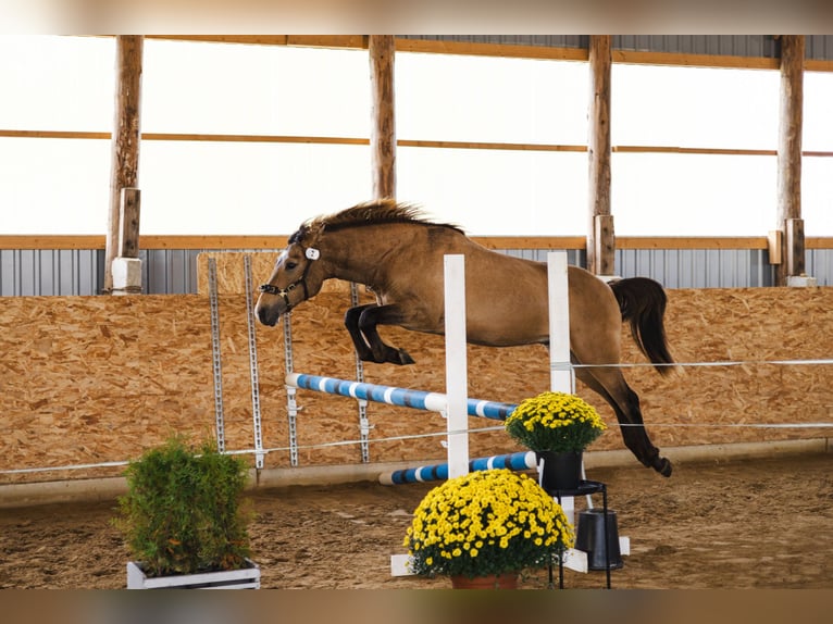 Cob Ogier 3 lat 144 cm Jelenia in Kauda