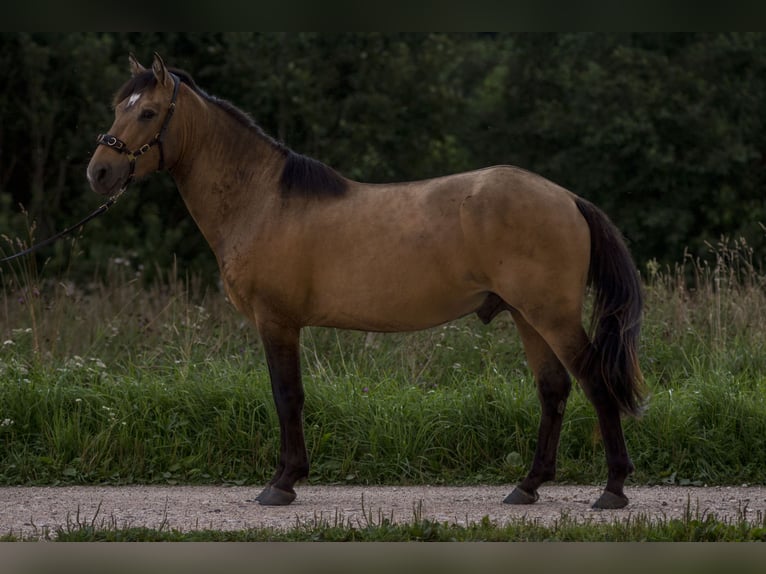 Cob Ogier 3 lat 144 cm Jelenia in Kauda