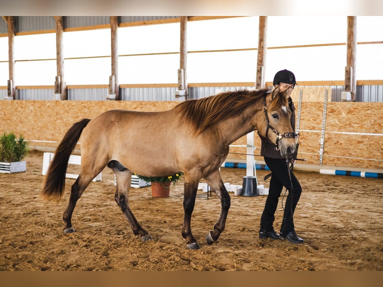 Cob Ogier 3 lat 144 cm Jelenia in Kauda