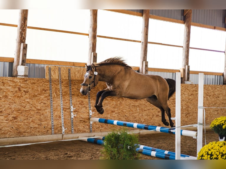 Cob Ogier 3 lat 144 cm Jelenia in Kauda