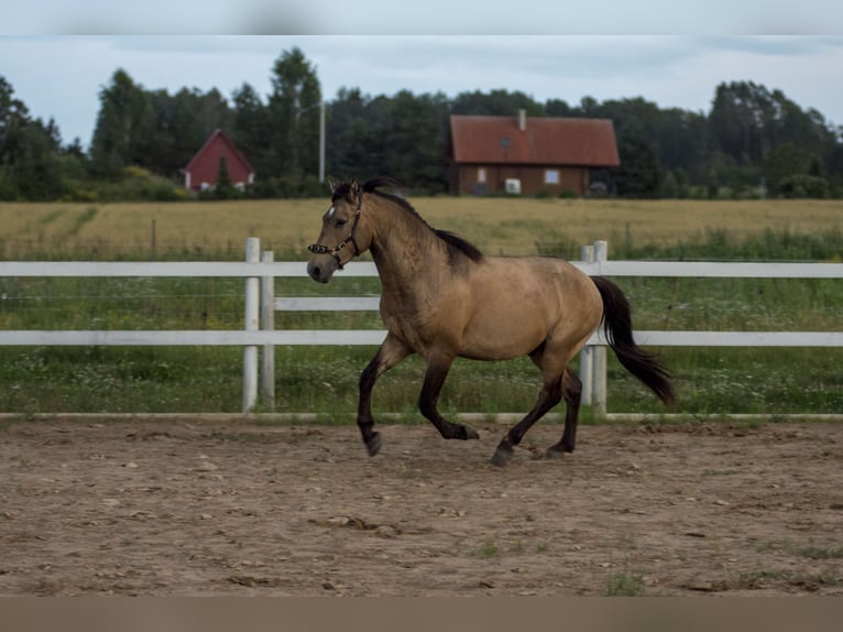 Cob Ogier 3 lat 144 cm Jelenia in Kauda