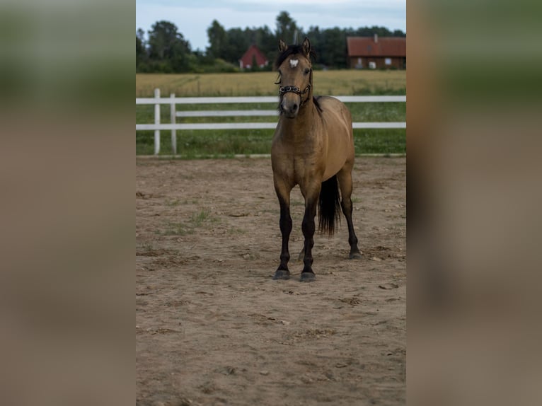 Cob Ogier 3 lat 144 cm Jelenia in Kauda