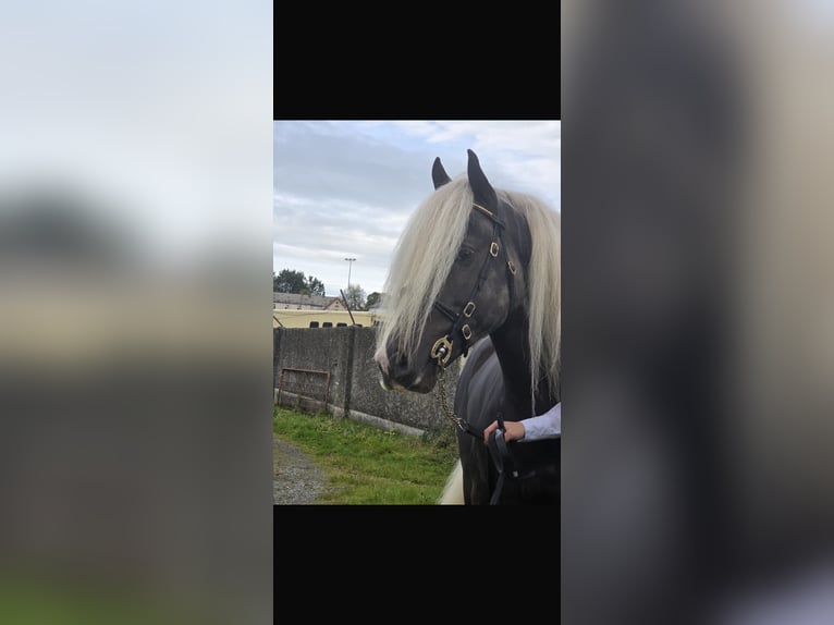 Cob Ogier 5 lat 147 cm Siwa jabłkowita in Ireland