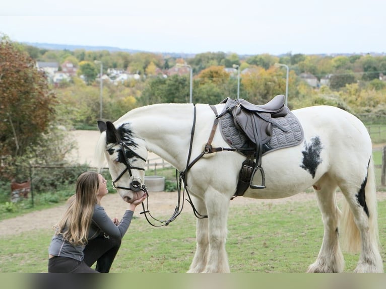 Cob Ruin 10 Jaar 144 cm Appaloosa in Wilmington